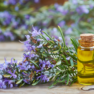 A cluster of rosemary with delicate purple flowers and a bottle of rosemary essential oil, symbolizing its use as a chicken coop pest repellent.