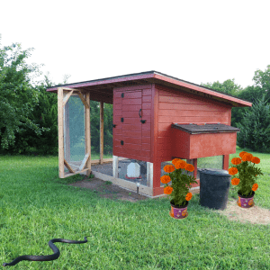  A red wooden chicken coop stands on a grassy lawn, surrounded by greenery. The coop has a small attached run with mesh wire for the chickens. In front of the coop, two potted marigold plants with bright orange flowers are placed, and a black snake is slithering in the grass nearby.