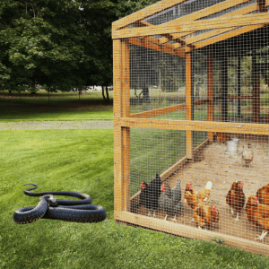 A snake slithers close to a wooden chicken coop with mesh wire fencing in a grassy yard with trees in the background