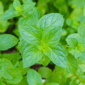 Article: Spearmint helps to keep rodents at bay. Vibrant spearmint plant with lush green leaves