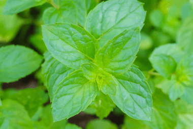 Vibrant spearmint plant with lush green leaves