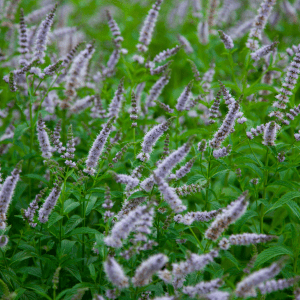 Article: Spearmint helps to keep rodents at bay.. A field of spearmint plants with delicate purple flowers.