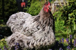 A Blue Orpington chicken amidst purple flowers.