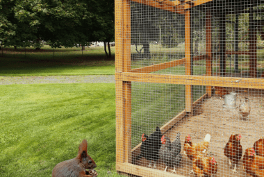 Squirrels foraging in a chicken coop among hens and feed.