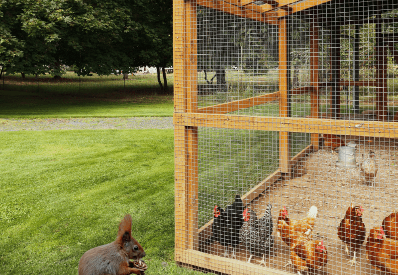 Squirrels foraging in a chicken coop among hens and feed.