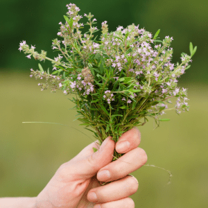 Article: Herbs For Natural Chicken Health Remedies. A hand holding a bunch of fresh thyme with delicate purple flowers.