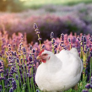 A chicken nestled in a field of blooming lavender.