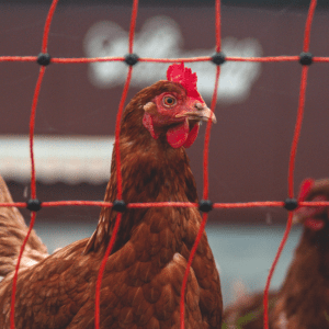The image features a close-up of a brown chicken with a red comb and wattle, seen through the diamond-shaped openings of a red electric poultry fence. This type of barrier is commonly used to protect chickens by keeping predators out and providing a safe area for the birds to roam. The background is blurred, but it appears to be a farm setting. The focus on the chicken against the electric fence suggests the importance of safety measures in poultry farming.