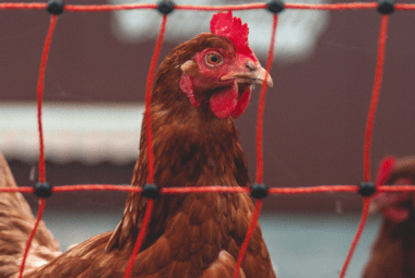 The image features a close-up of a brown chicken with a red comb and wattle, seen through the diamond-shaped openings of a red electric poultry fence. This type of barrier is commonly used to protect chickens by keeping predators out and providing a safe area for the birds to roam. The background is blurred, but it appears to be a farm setting. The focus on the chicken against the electric fence suggests the importance of safety measures in poultry farming.
