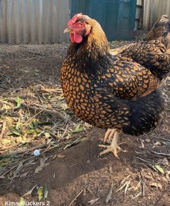 A Gold Laced Wyandotte chicken with intricate gold and black feathers stands alert in a backyard setting, demonstrating the breed's distinctive plumage and robust posture.