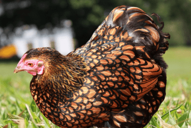 A Gold Laced Wyandotte chicken standing on green grass with a blurred background of trees and a white building.