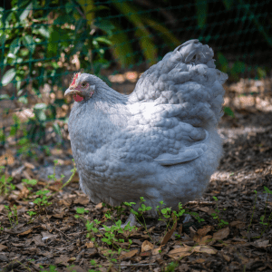  A plump Lavender Orpington chicken standing on the ground in a garden setting.