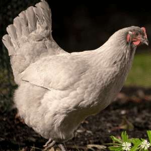  A Lavender Orpington chicken standing on the ground, with a natural background and a small patch of flowers nearby.