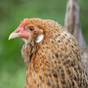 A close-up image of an Olive Egger chicken's head, showing its rich brown eyes, red comb, and the intricate brown speckled pattern on its feathers