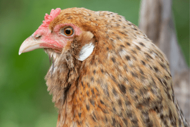 A close-up image of an Olive Egger chicken's head, showing its rich brown eyes, red comb, and the intricate brown speckled pattern on its feathers