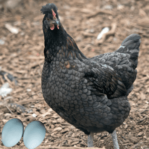 Article: Araucana chickens care. A black Araucana hen with a prominent red comb and wattle stands beside two pale blue eggs against a natural ground cover backdrop.
