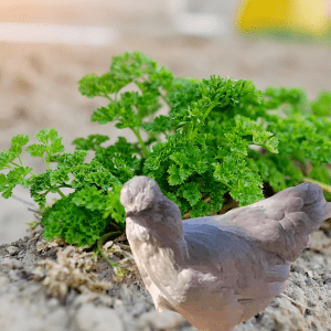 Article: Herbs Boost Chicken Immunity. Pic - A lavender Araucana chicken figurine nestled among lush, green parsley in a garden setting.