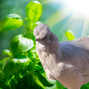 A lavender Araucana chicken surrounded by fresh basil leaves under the warm glow of sunlight.