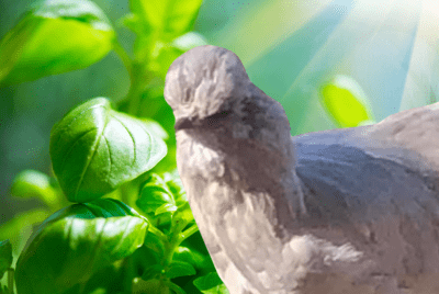 A lavender Araucana chicken surrounded by fresh basil leaves under the warm glow of sunlight.