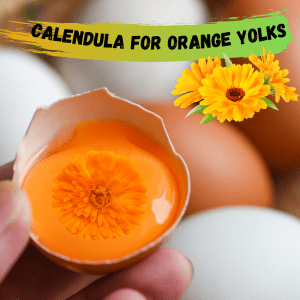  A hand holding a cracked egg with a calendula flower inside, and the text "Calendula for Orange Yolks" above.