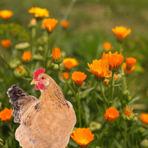  Chicken standing among vibrant orange calendula flowers in a garden.