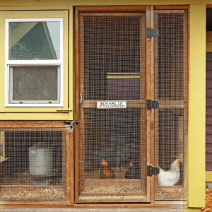 A rustic chicken coop with a humorous "Beware of Attack Chicken" sign on the door, housing several chickens visible through the mesh.