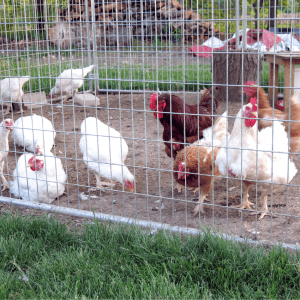  A lively group of chickens of various breeds, including white and brown, foraging within a fenced area on a farm.