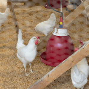 White chickens in a coop, gathering around a hanging red water feeder filled with water.
