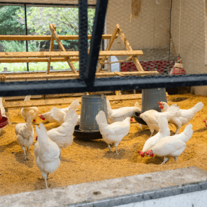 White chickens pecking at feed in a well-equipped coop, with metal feeders and wooden perches, viewed through a black metal fence.