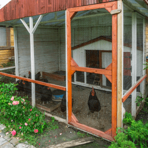 A spacious chicken coop with a mesh enclosure and wooden frame, featuring a red roof and integrated into a garden with pink flowers