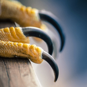 Close-up of an eagle's talons gripping a wooden perch.