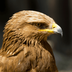 Article: Protecting chickens form aerial predators A close-up of a golden eagle's head, showcasing its intense gaze.