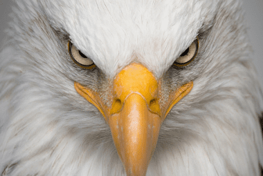 Article: Protectin chickens from aerials predators - Close-up of a bald eagle's face, highlighting its sharp gaze and beak.