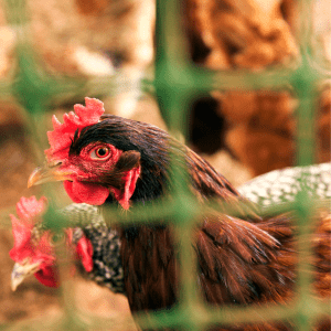 The image captures a close-up of a dark-feathered chicken with a prominent red comb and wattle. The chicken's face is clear and detailed, showing its bright eye and the texture of its feathers. It's viewed through a green mesh, likely part of an enclosure - electric fence intended to protect poultry. The background is softly focused, with hints of other chickens, giving a sense of depth and environment.