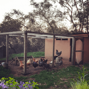 Article: Can Chickens Eat Thyme? A backyard chicken coop with several chickens, including Buff Orpingtons and Barred Plymouth Rocks, roaming around in an enclosed run, surrounded by trees and herbs like lavender and rosemary.