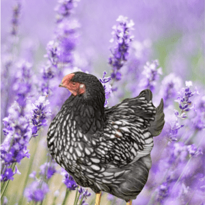 A Silver Laced Wyandotte chicken in a field of lavender, the herb celebrated for its calming influence and pest control properties."