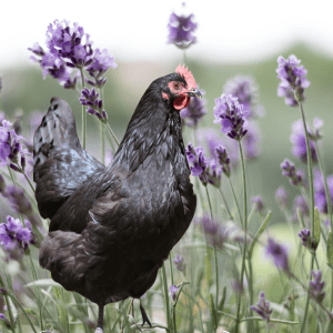 An Australorp chicken amidst blooming lavender, illustrating the calming and pest-repelling benefits for poultry."