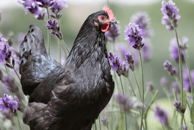 Article: Lavender Calms Laying Hens and Repels Pests.An Australorp chicken amidst blooming lavender, illustrating the calming and pest-repelling benefits for poultry."