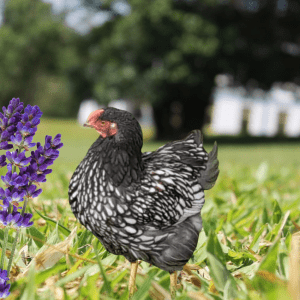 A Silver Laced Wyandotte chicken next to a spike of lavender in a grassy field, showcasing natural pest control in poultry settings."