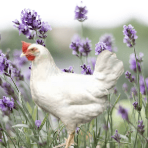 "A white Leghorn chicken stands amidst a field of lavender, illustrating the herb's benefits for poultry care.