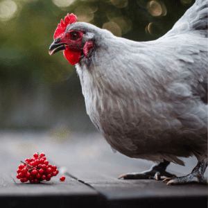  A Lavender Orpington chicken standing on a wooden surface with a small cluster of red berries nearby.