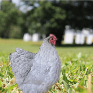 A Lavender Orpington chicken in a grassy field with beehives in the distance.