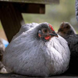 Close-up of a Lavender Orpington chicken resting outdoors with a blurred background.