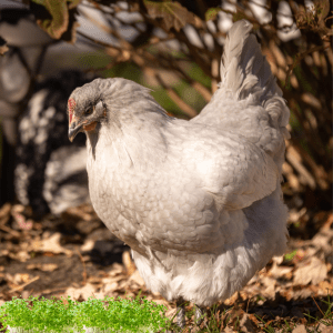  A Lavender Orpington chicken standing on the ground in a garden with sunlight highlighting its feathers.