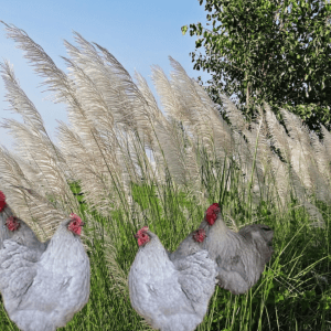 Lavender Orpington chickens in front of tall pampas grass with a tree in the background."