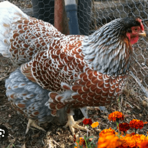 A hen with a detailed feather pattern stands in a pen with colorful marigolds in the foreground.