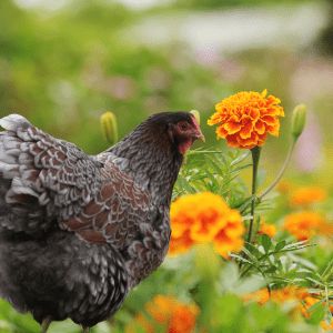 A hen with intricately patterned feathers stands alongside a bright orange marigold, with more flowers in the soft-focus background."