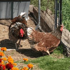 A rooster and a hen are in a chicken run, with vibrant marigolds in the foreground and a metal coop in the background.