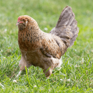 An Olive Egger chicken with a mix of brown and tan feathers foraging in a field of green grass."