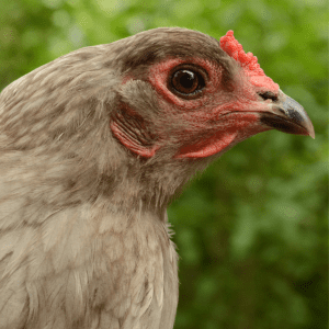 A close-up view of a light grey Olive Egger hen with a deep red comb and thoughtful eyes, set against a leafy green background."